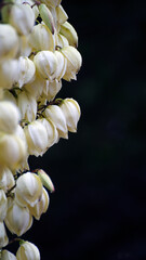 contraste de blanco y negro