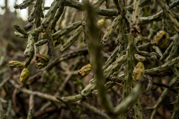 Tangle Of Chainlink Cactus In Saguaro