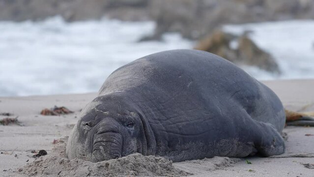 Rare sighting of a vagrant southern elephant seal (Mirounga leonina) in full moult on the Onrus beach near Hermanus, Whale Coast, Overberg, Western Cape, South Africa.