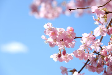 河津桜