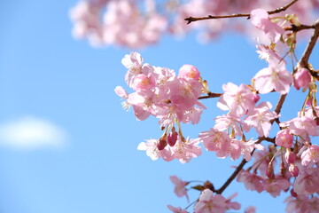 河津桜