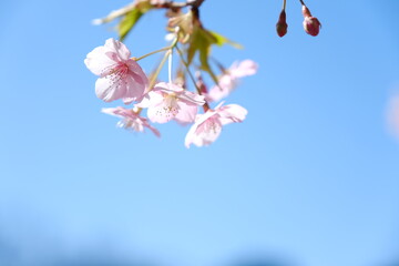 河津桜