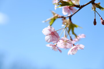 河津桜