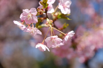 河津桜