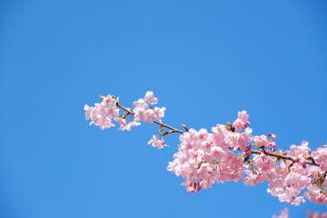河津桜
