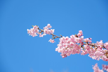 河津桜