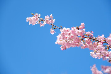 河津桜