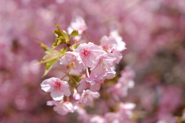 河津桜