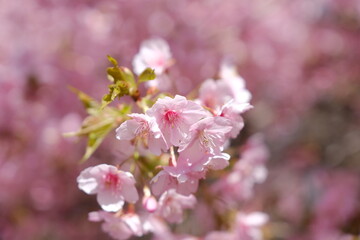 河津桜