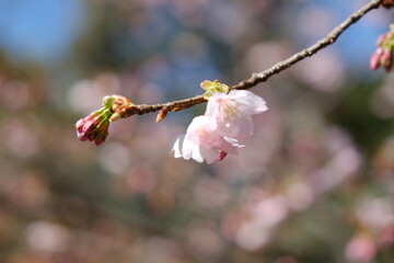 河津桜
