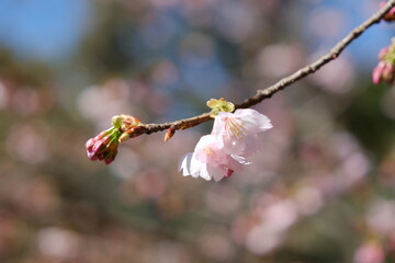 河津桜