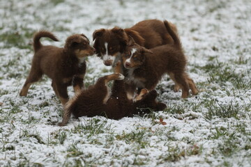 Four puppies playing in the snow - 749052060