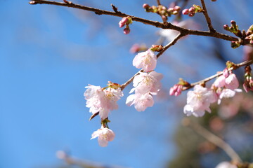 河津桜