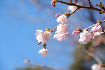 河津桜