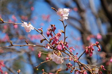 河津桜