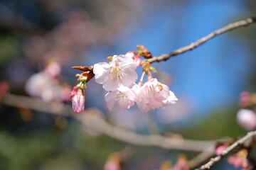河津桜