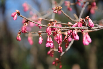 河津桜