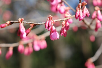 河津桜