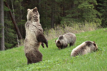 Grizzly three