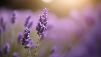 Fototapeta premium Serenity in a field of lavender
