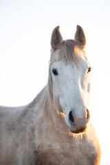 Obraz premium White Horse Head Looking with Ears Pointed