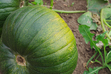 A large pumpkin is ripening on a bed in the vegetable garden