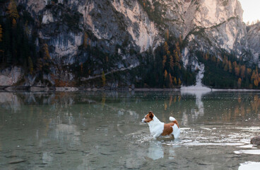 A Jack Russell Terrier dog frolics in the shallow waters of a mountain lake, framed by towering...