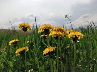 dandelions on a meadow