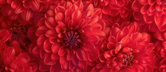 A gathering of red flowers tightly grouped together, showcasing their vibrant color and compact arrangement. The closeness of the blooms creates a visually striking pattern of petals and stems.