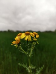 yellow flower on a meadow