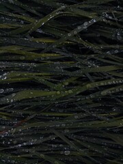 water drops on the glass