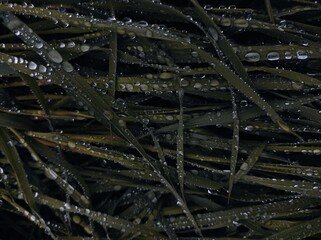 rain drops on the glass