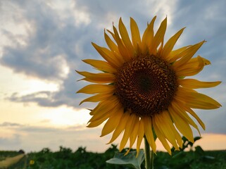 sunflower in the field