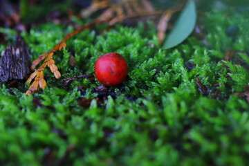 濡れている苔に転がり落ちてる赤い木の実