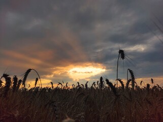 sunset over the field
