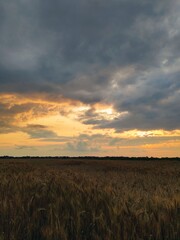 sunset over the field