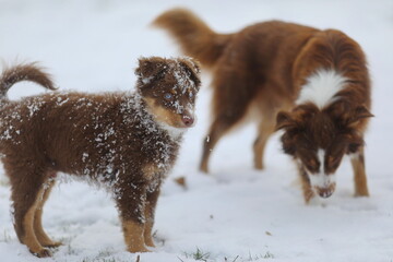 Two dogs are playing in the snow, one of which is a puppy - 749060475
