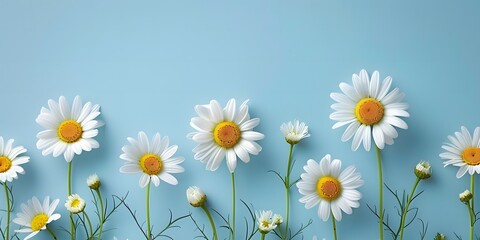 closeup white daisy chamomile flowers on blue background