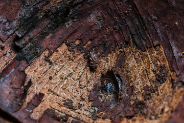 Image of the surface of an old coconut shell