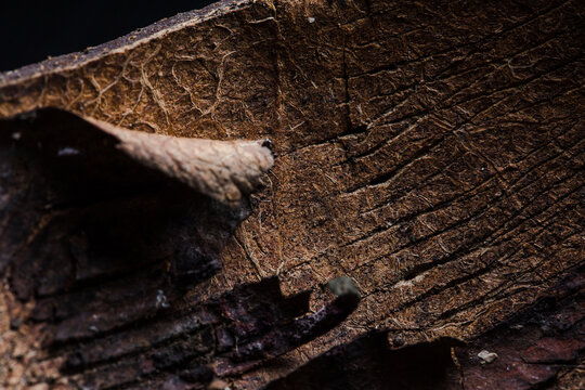 Image of the surface of an old coconut shell