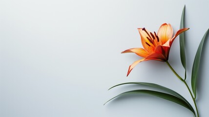 Single orange lily against a crisp white background