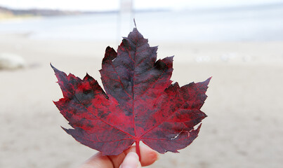 Maple Leaf