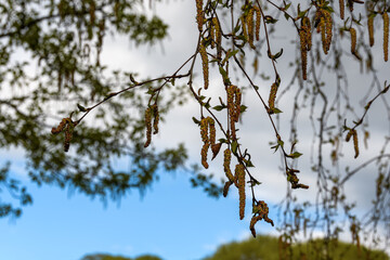 Beautiful spring birch catkins on hanging thin branches. Background - blurry blue sky with clouds and upper tree branches. Soft natural light at the end of the day