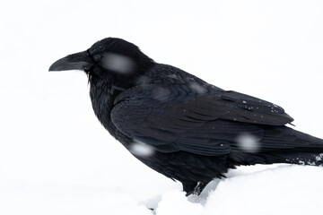 Raven (Corvus corax) in snowstorm; Grand Teton NP; Wyoming