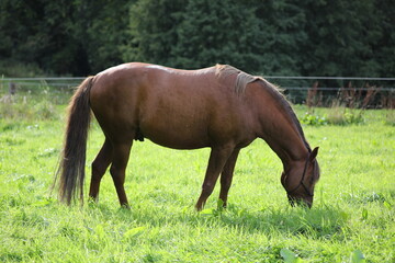 Braunes Pferd in der Natur