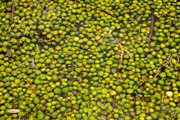 Thousands of mangrove seeds floating in the ocean