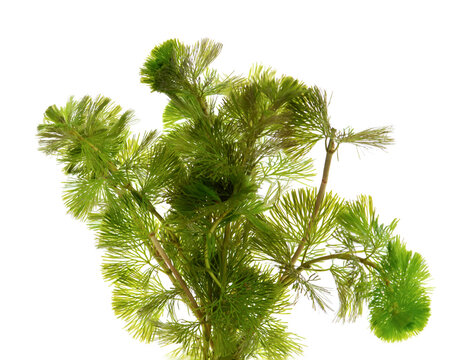 Hydrilla verticillata branch green leaves isolated on white background.