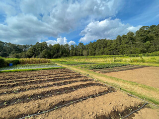 A large, tidy field is prepared for harvest, with ripe crops ready to be picked under a clear sky.