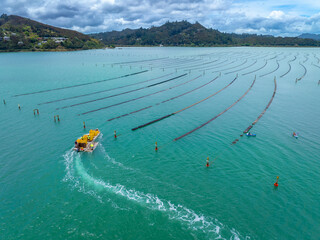 Harvesting Oysters in Whangaroa harbour, Northland, New Zealand