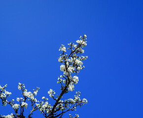 Branch with white apple tree flowers against blue sky